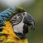 Genetic Privacy Rights in the Advanced Biotechnological Era