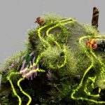 Decentralized Learning Ecosystem Design