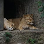 Lakefront Dreams: Escaping the City's Concrete Jungle