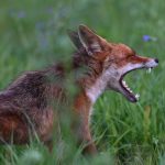 Extreme Environment Survival Chips: Intelligent Adaptive Survival Technologies